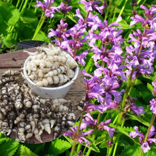 Stachys sieboldii 'Conito®' - Mugul-nõianõges 'Conito®' P9/0,55L